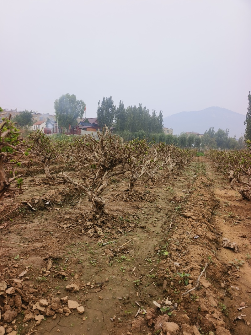 金银花老桩树苗基地直发大货批发盆栽景观
