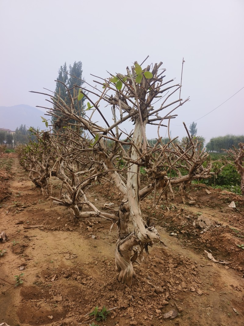 金银花老桩树苗基地直发大货批发盆栽景观