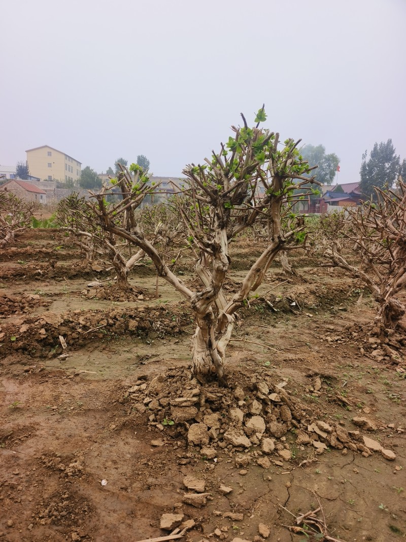 金银花老桩树苗基地直发大货批发盆栽景观