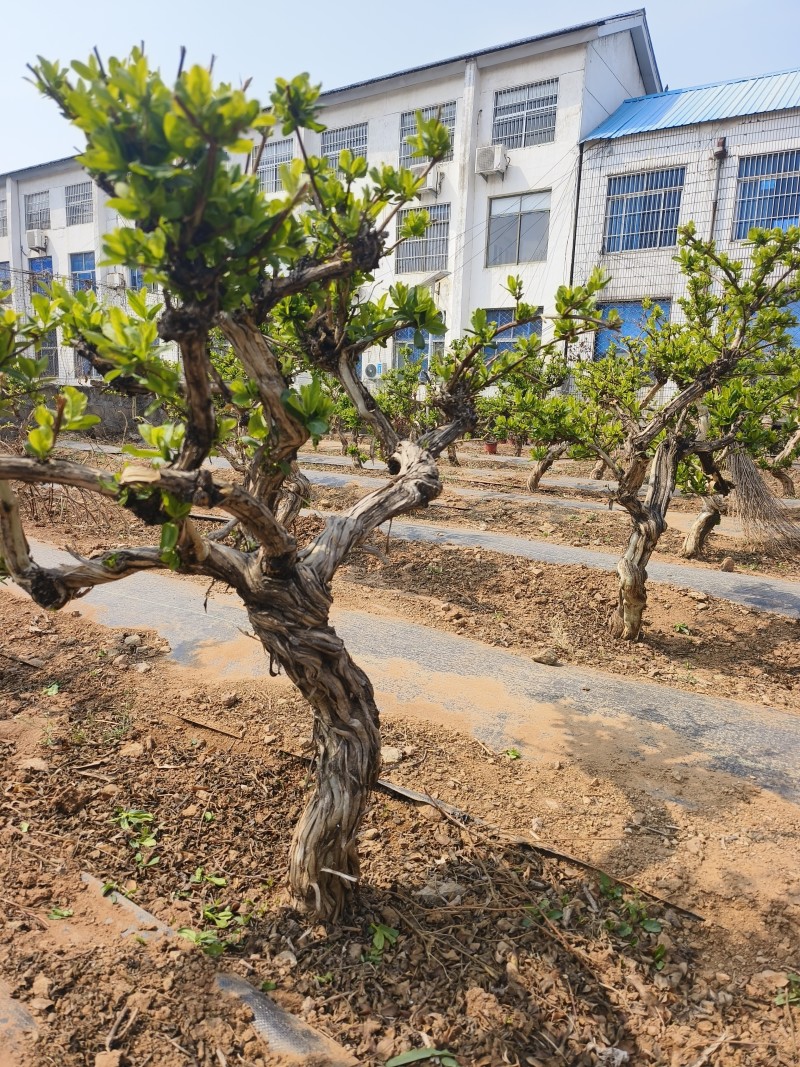 金银花老桩树苗基地直发大货批发盆栽景观