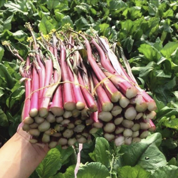 【货真价实】红根菜苔，产地直发质优价廉现挖现发