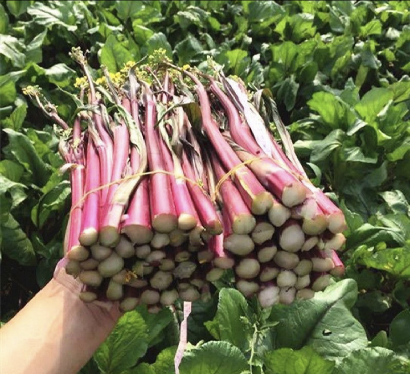 【货真价实】红根菜苔，产地直发质优价廉现挖现发