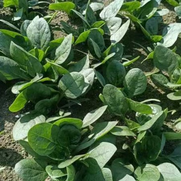 小颗菠菜产地直发一手货源支持视频看货欢迎电话联系