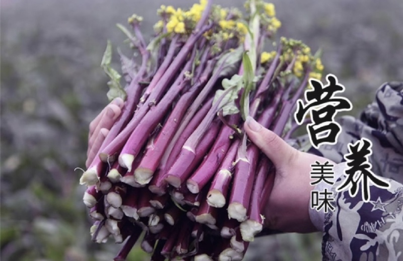 【货真价实】红根菜苔，产地直发质优价廉现挖现发