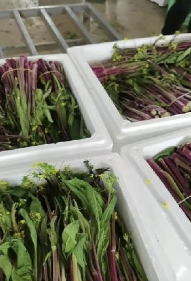 【货真价实】红根菜苔，产地直发质优价廉现挖现发