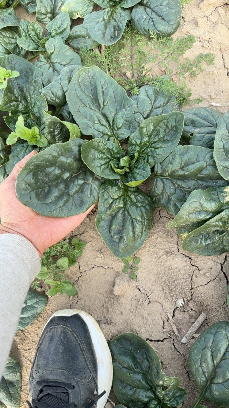 中大颗趴地菠菜，叶片厚，颜色黑亮