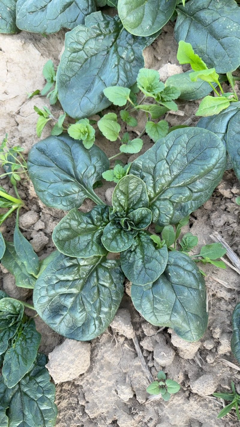 中大颗趴地菠菜，叶片厚，颜色黑亮