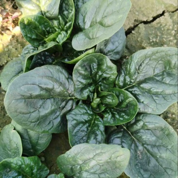 精品中大颗趴地菠菜，圆叶，矮杆，口味微甜，无丝，不涩