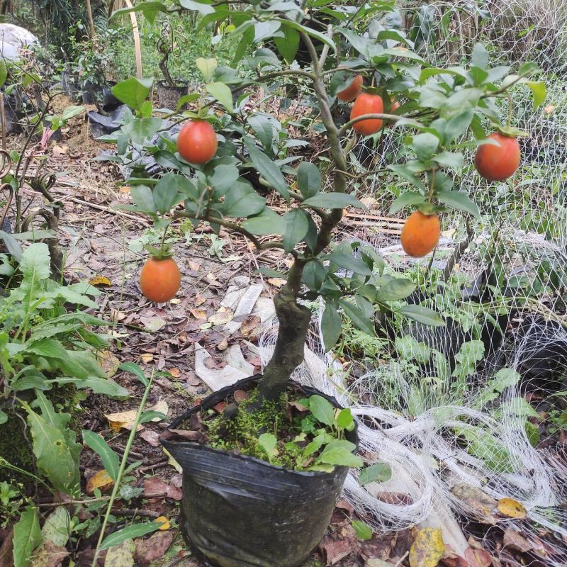 四川灌木金弹子血红果花生果盆栽