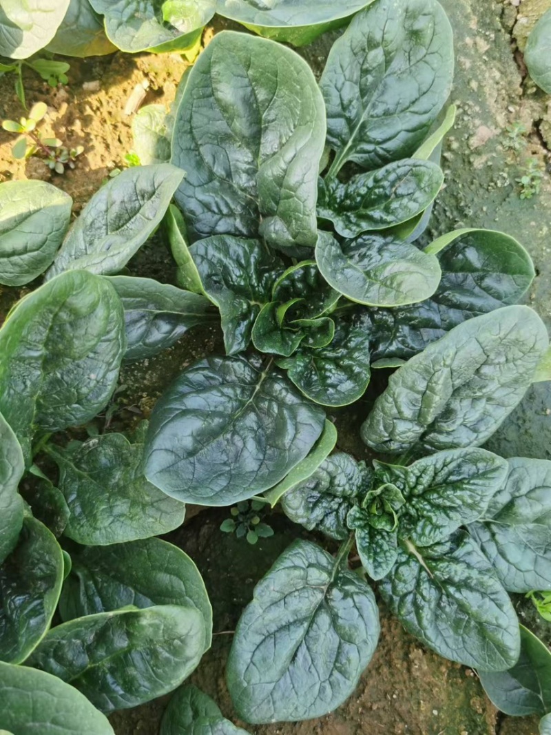 精品中大颗趴地菠菜，圆叶，矮杆，口味微甜，无丝，不涩
