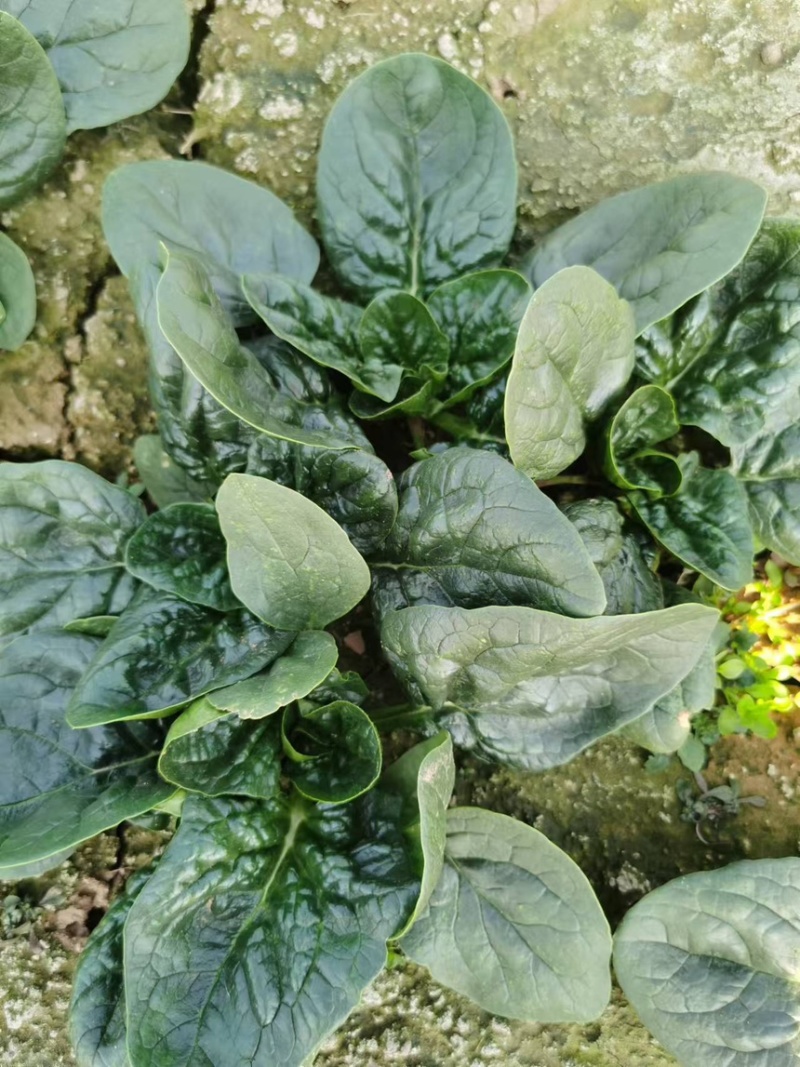 精品中大颗趴地菠菜，圆叶，矮杆，口味微甜，无丝，不涩