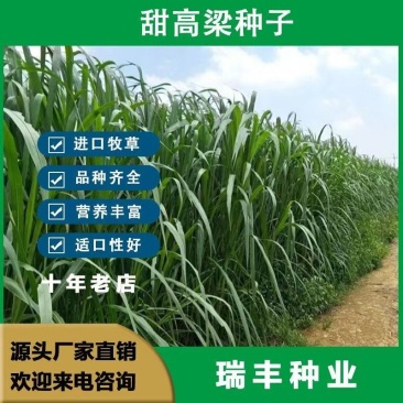 甜高粱牧草种子，进口甜高粱种子养殖牛羊鱼牧草种子批发