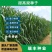 甜高粱牧草种子，进口甜高粱种子养殖牛羊鱼牧草种子批发