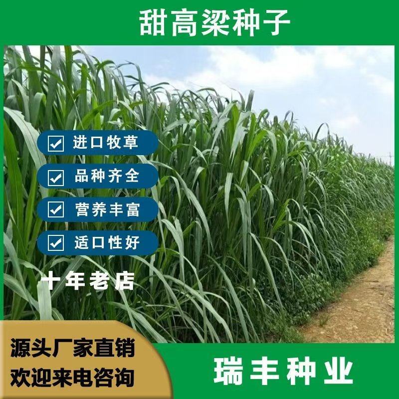 甜高粱牧草种子，进口甜高粱种子养殖牛羊鱼牧草种子批发
