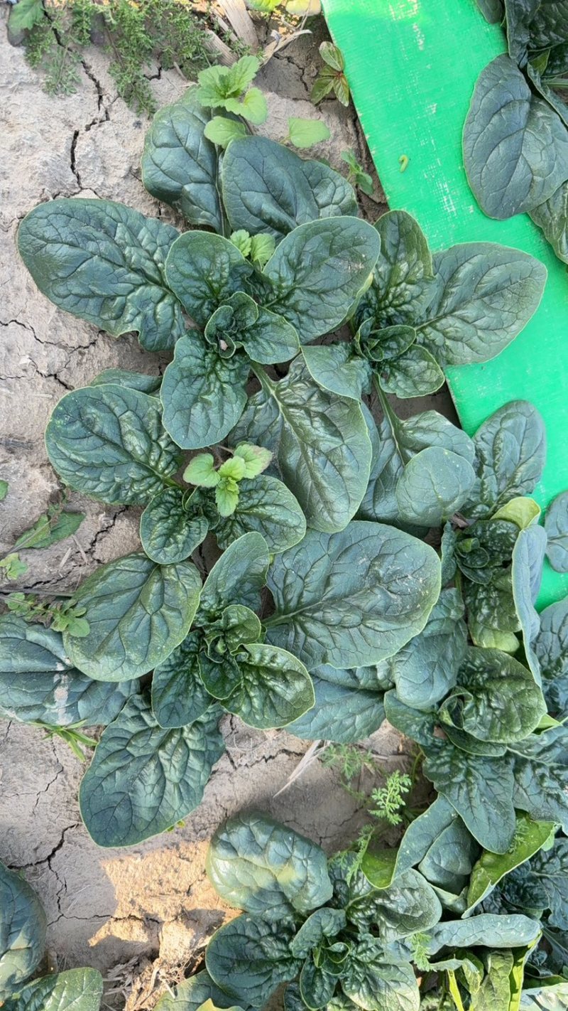 精品中大颗趴地菠菜，圆叶，矮杆，口味微甜，无丝，不涩