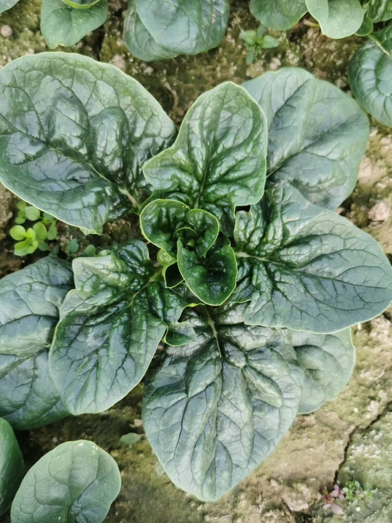 精品圆叶趴地菠菜，口感好，耐运输，叶片肥厚