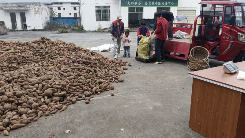 2000亩红薯基地