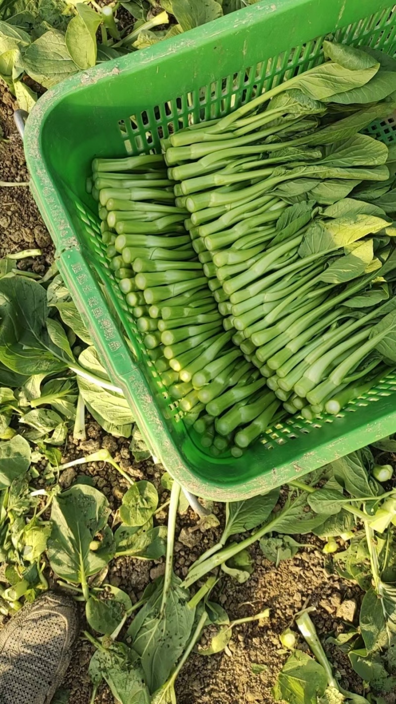 菜心，白菜苔