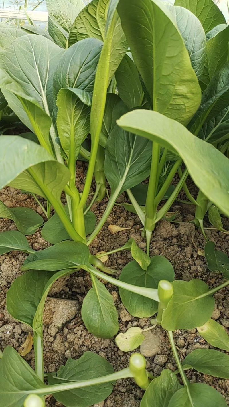 菜心，白菜苔