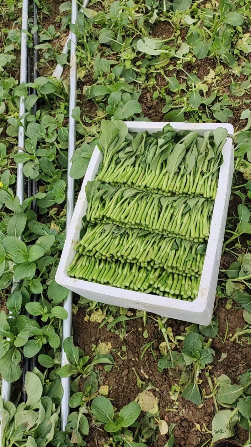 菜心，白菜苔