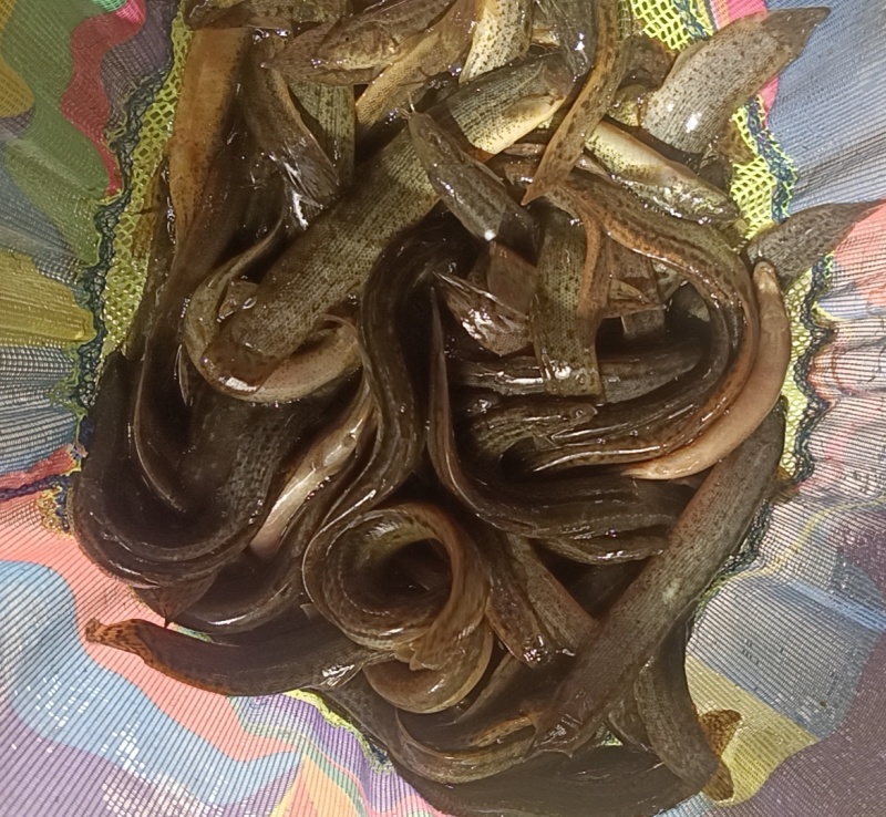 湖北宜昌泥鳅8元