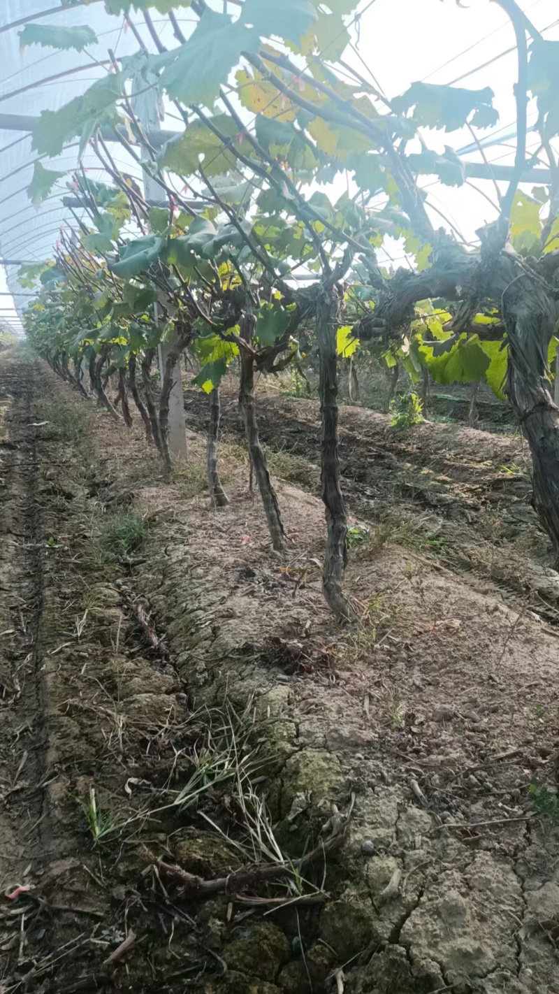 各种规格的占地葡萄树量大，需要的老板联系