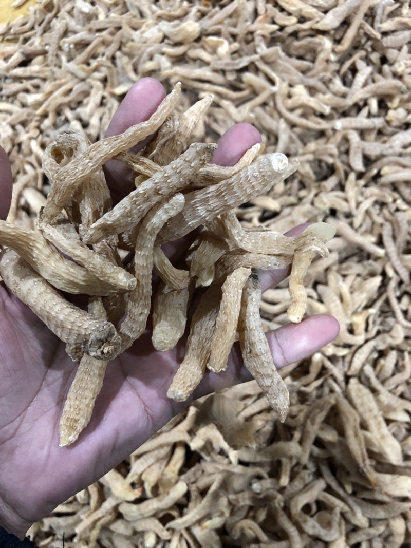 小天麻产地批发，湖北罗田大别山天麻天麻籽四级麻黄天麻