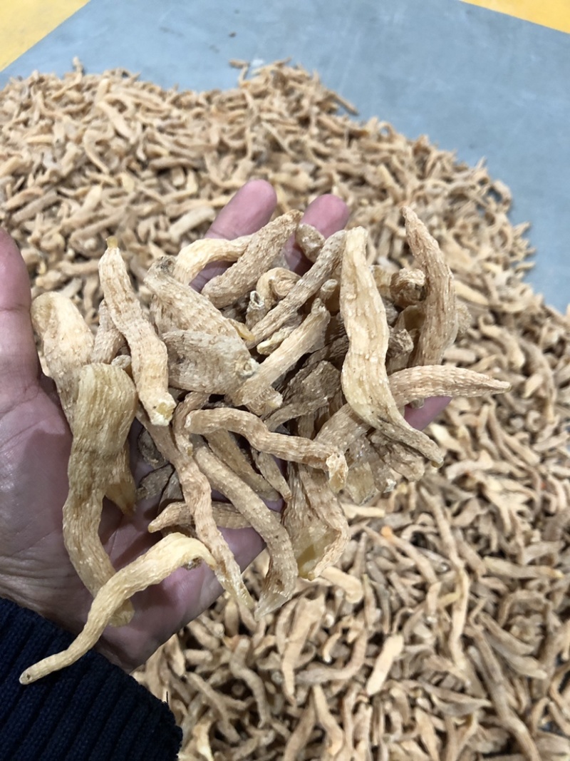 小天麻产地批发，湖北罗田大别山天麻天麻籽四级麻黄天麻
