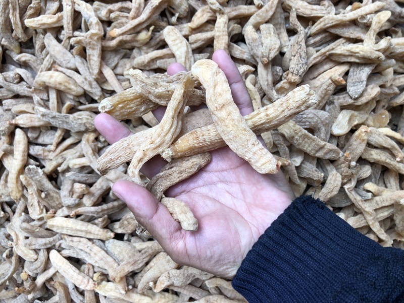小天麻产地批发，湖北罗田大别山天麻天麻籽四级麻黄天麻