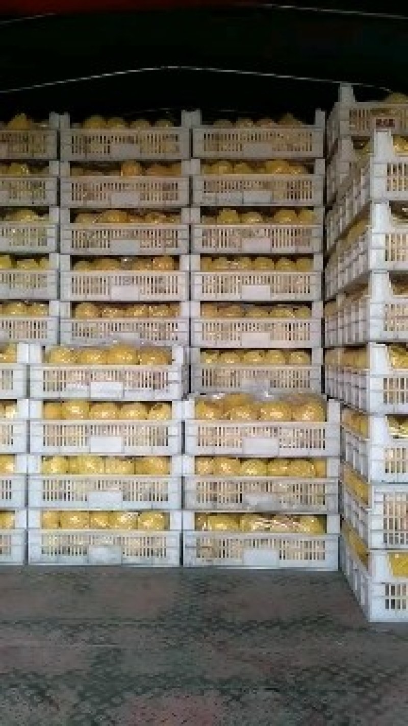 2025年头茬金果梨，皮薄肉厚，核小无渣，抗老化自家果园
