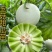 甜瓜苗博洋羊角蜜绿宝玉菇西州蜜甜瓜直播苗嫁接苗