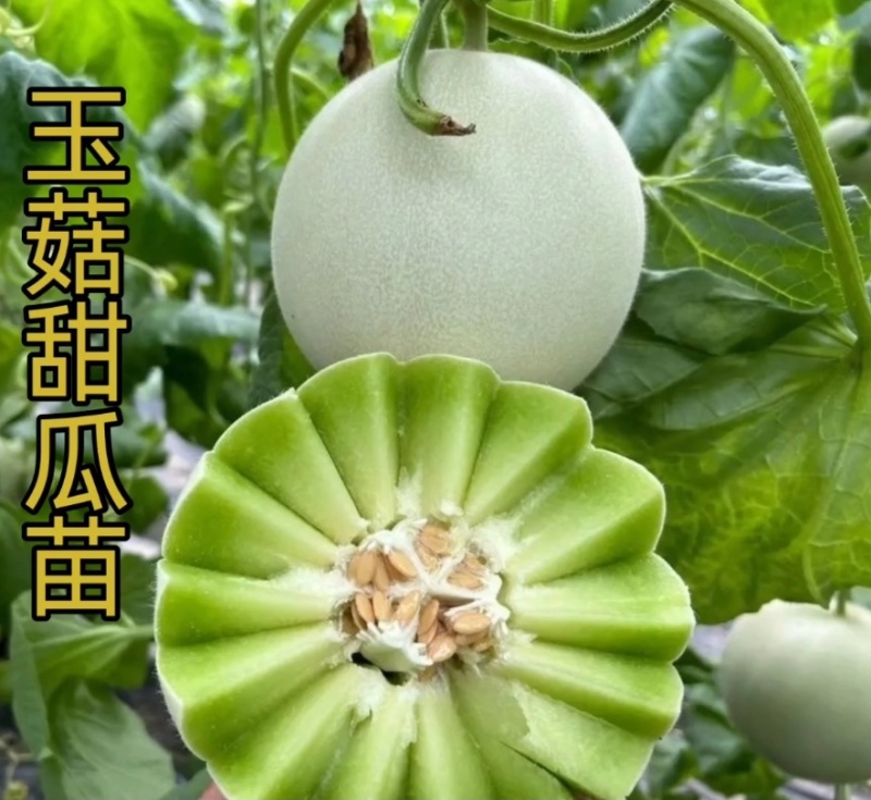 甜瓜苗博洋羊角蜜绿宝玉菇西州蜜甜瓜直播苗嫁接苗