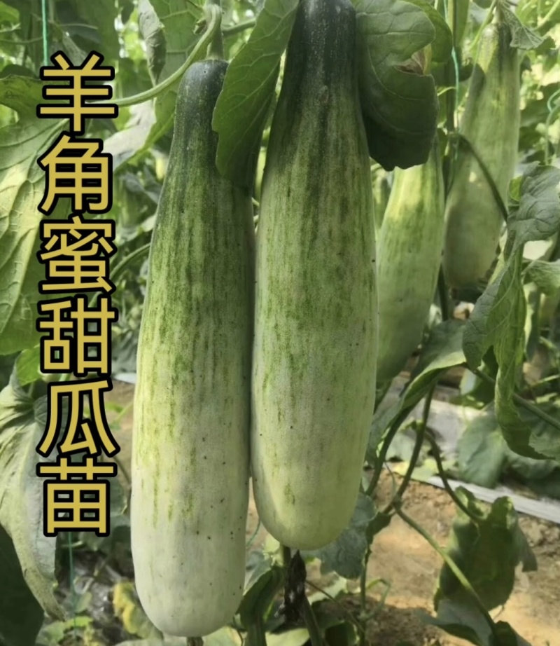 甜瓜苗博洋羊角蜜绿宝玉菇西州蜜甜瓜直播苗嫁接苗
