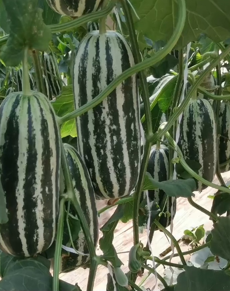 甜瓜苗博洋羊角蜜绿宝玉菇西州蜜甜瓜直播苗嫁接苗