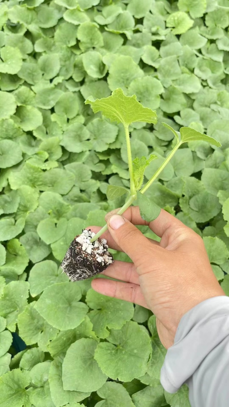 甜瓜苗博洋羊角蜜绿宝玉菇西州蜜甜瓜直播苗嫁接苗
