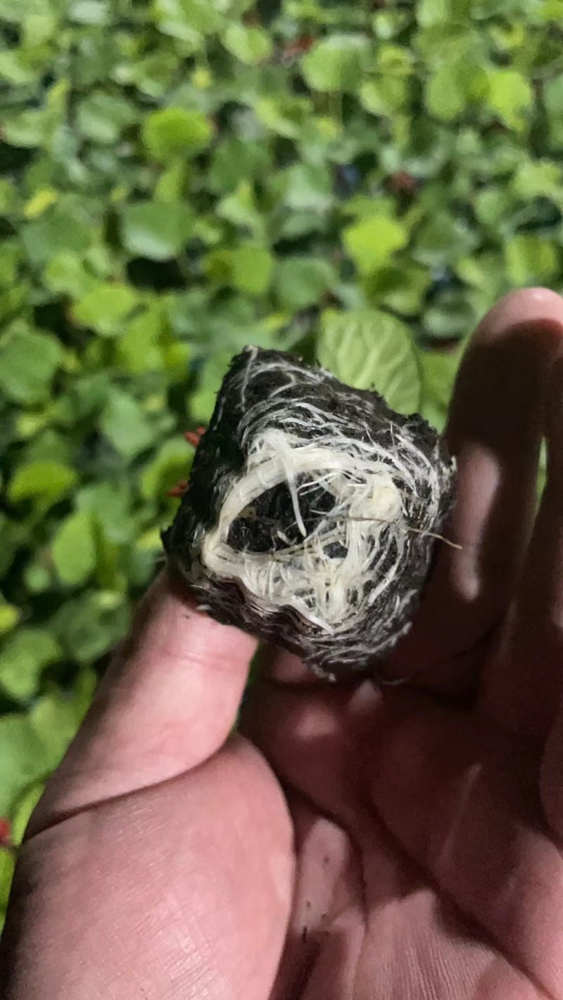 甜瓜苗博洋羊角蜜绿宝玉菇西州蜜甜瓜直播苗嫁接苗