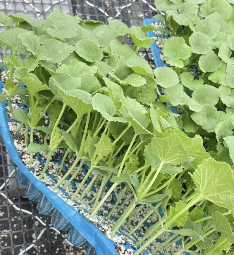 甜瓜苗博洋羊角蜜绿宝玉菇西州蜜甜瓜直播苗嫁接苗