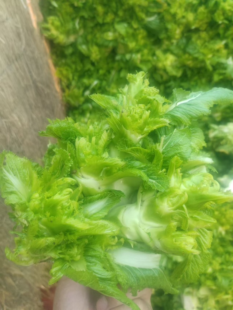 儿菜大量上市一手货源全国发货各种规格都有对接各大市场