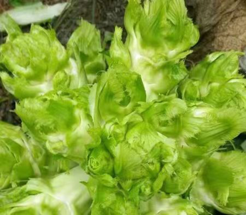 儿菜大量上市一手货源全国发货各种规格都有对接各大市场