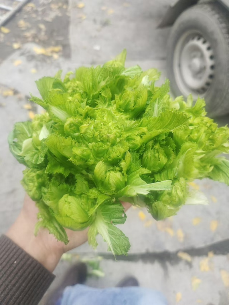 儿菜大量上市一手货源全国发货各种规格都有对接各大市场