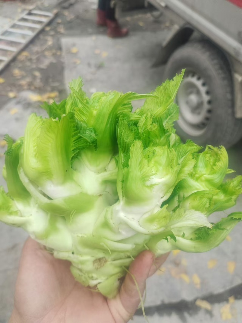 儿菜大量上市一手货源全国发货各种规格都有对接各大市场