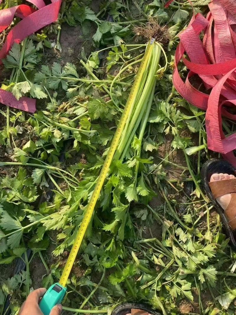 中颗，货源充足量大，可视频看货