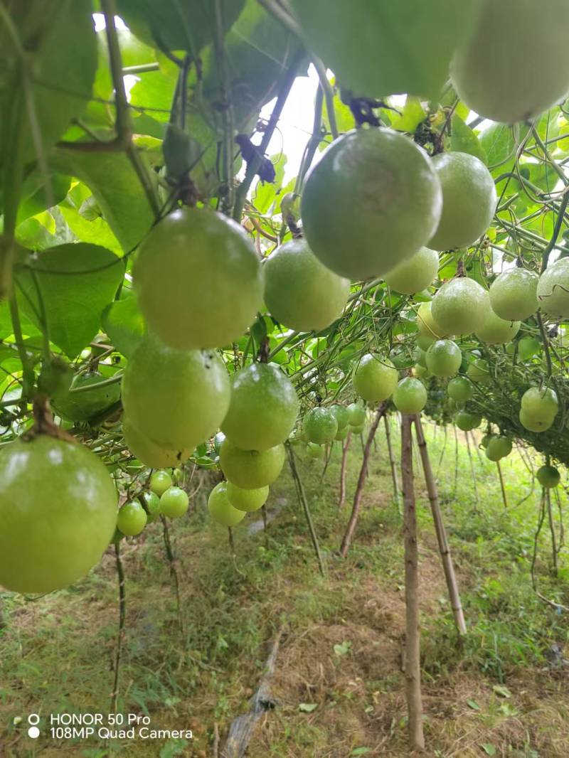 贵州榕江村超黄金百香果大量有货