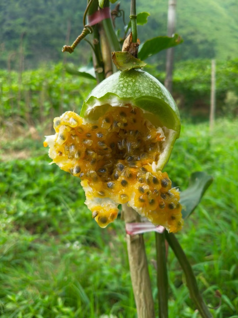 贵州榕江村超黄金百香果大量有货