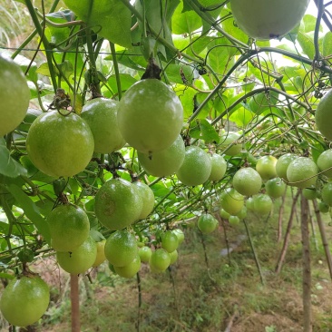 贵州榕江村超黄金百香果大量有货