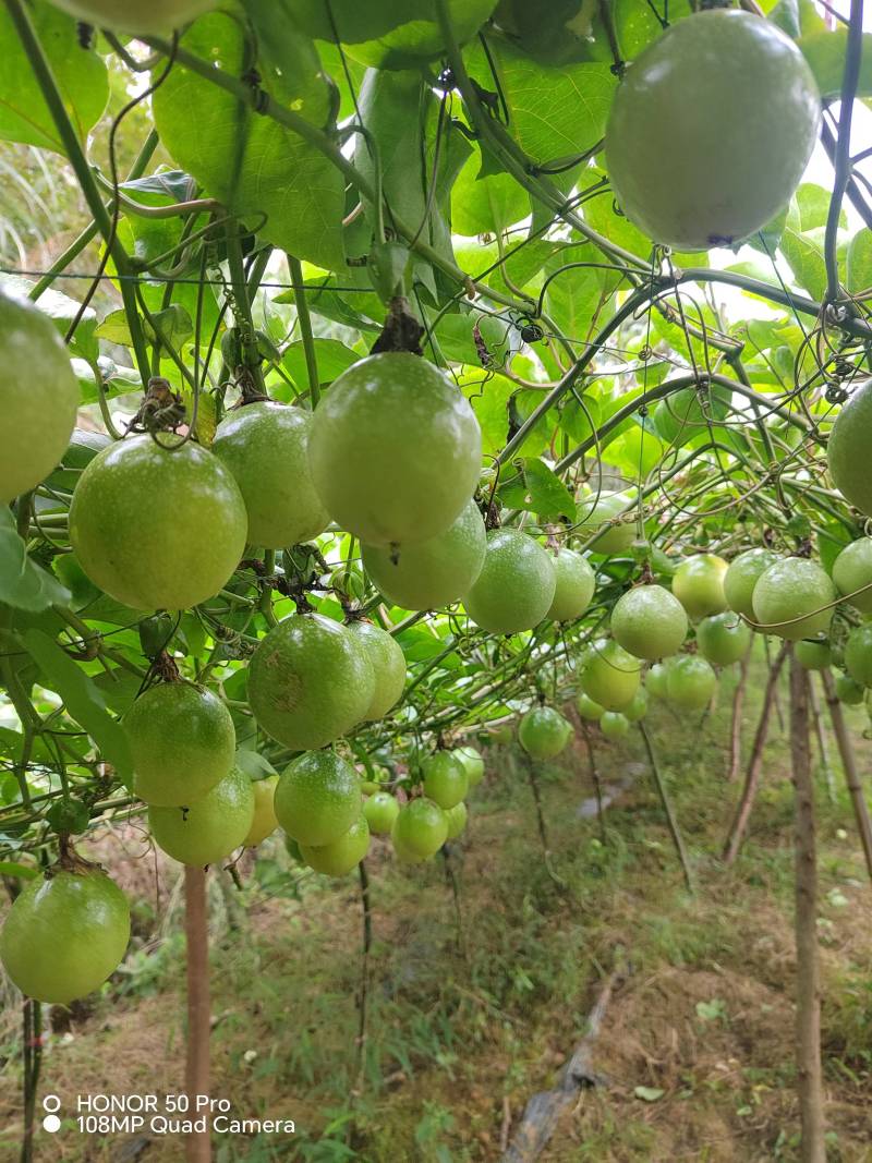 贵州榕江村超黄金百香果大量有货