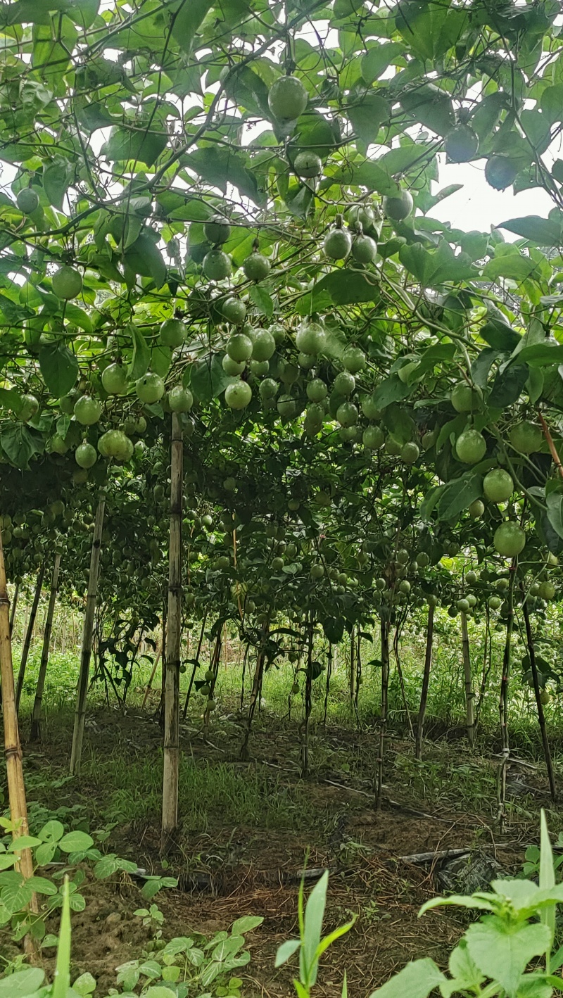贵州榕江村超黄金百香果大量有货