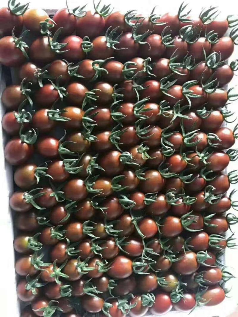 各种特色小番茄苗四季播种红黄白绿黑紫花生千禧贝贝小番种苗