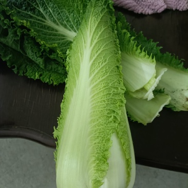 龙芽白菜