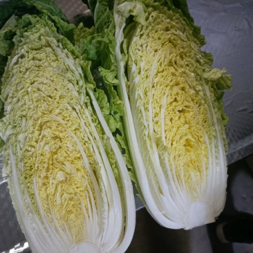 黄心大白菜